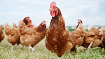 WATCH: Look At All Those Chickens Headed To A Farm