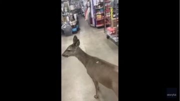 WATCH: Deer Needs Help Getting Out Of A Dollar Store