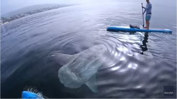 WATCH: Curious Giant Sunfish Approaches SoCal Paddleboarders