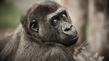 Toronto Zoo Wants Guests To Stop Showing Gorillas Videos On Their Phones