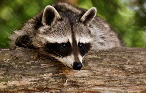 Woman’s Home Overrun By Over 100 Raccoons – 101.5 The Fox