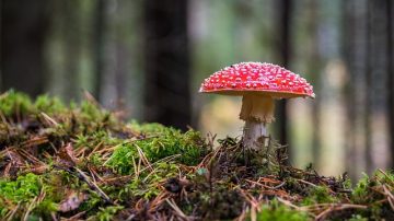 Guy Grows Mushrooms In Own Blood, Skin