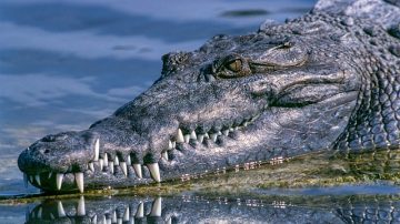 Study Finds Helicopter Noise Gets Crocs 