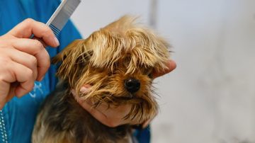 Dog Groomer Makes Over $1-Million A Year Making Dogs Look Like Zoo Animals