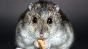 Woman Has Dead Hamster Stuffed To Look Like Pole Dancer