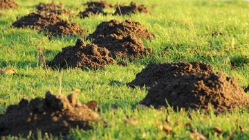 Woman In Tasmania Wins International Ugliest Lawn Contest