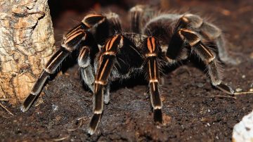 Man Says He’s Collected More Than 700 Pet Tarantulas Because It’s Good For His Mental Health