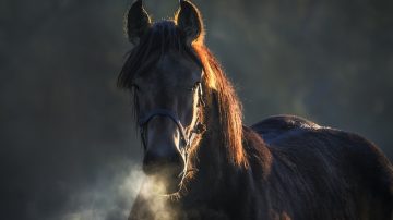 Horse Loose On Philly Highway