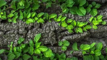 Biologists Encourage People To Eat Invasive Snails, Plants