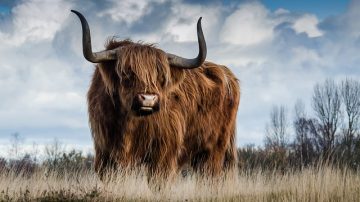 Bull (animal) Wild Bull Terrorizes Beachgoers In Cabo