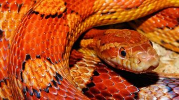 Virginia Power Outage Blamed On Snake