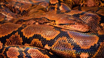 Man Turns Garage Into Home For 200 Snakes His Kids Love To Cuddle