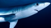 Thirteen Brazilian Sharks Test Positive for Cocaine