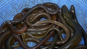 Hospital Doctors Remove 26-Inch Eel from Man's Anus After It Bites His Intestine