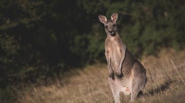 Kangaroo Makes Drivers Late To Work In West Virginia