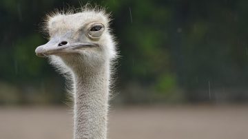 Ostrich Brings Traffic To A Halt On Busy Road In South Dakota