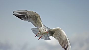 Seagull Snatches Man's Wallet In Grocery Store Parking Lot