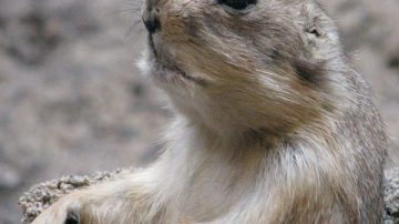 Groundhog Found Inside Claw Machine At Mini Golf Course