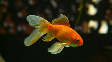 Vet Performs First Of Its Kind Surgery On A Goldfish