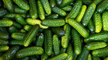 Woman Finds A 120 Year Old Jar Of Pickles In A River