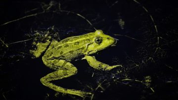 Shopper Claims To Find Frog In Jar Of Vlasic Pickles