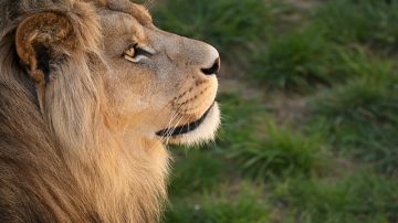 Zookeeper Goes Into Lion Enclosure To Impress Fiance, Gets Mauled