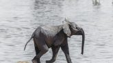 Zoo Will Send Video Of An Elephant Pooping To Your Ex For Valentine's Day