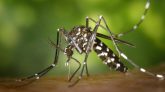 Philippine Town Has Put A Bounty On Mosquitos