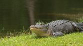 Man Left A Live Alligator Behind In Michigan Motel Room