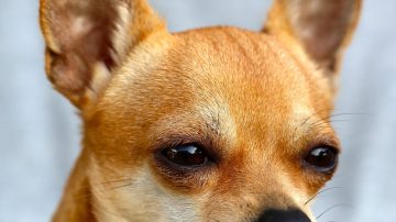 WATCH: What Chihuahuas Are Really Thinking