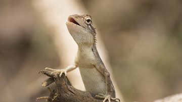 Little Lizard Loves Pineapple Juice New Jersey Town Closes Road For Salamander Migration Every Year