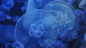 Bed-Stuy Aquarium Is Back In Blazing Hot NYC