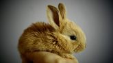 Robot Rabbits Being Used To Deal With Pythons In Florida